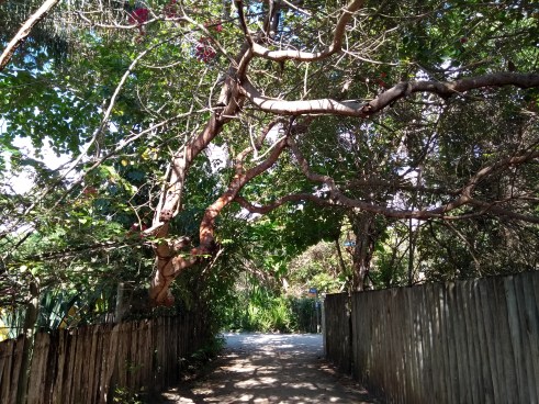 IMG_20181009_075718748 (1)